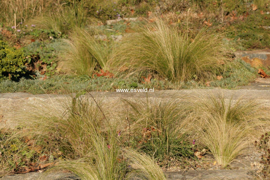 Stipa tenuifolia