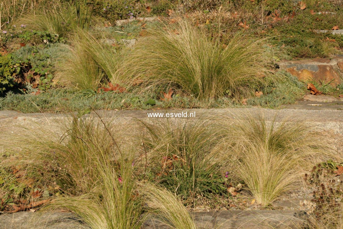 Stipa tenuifolia