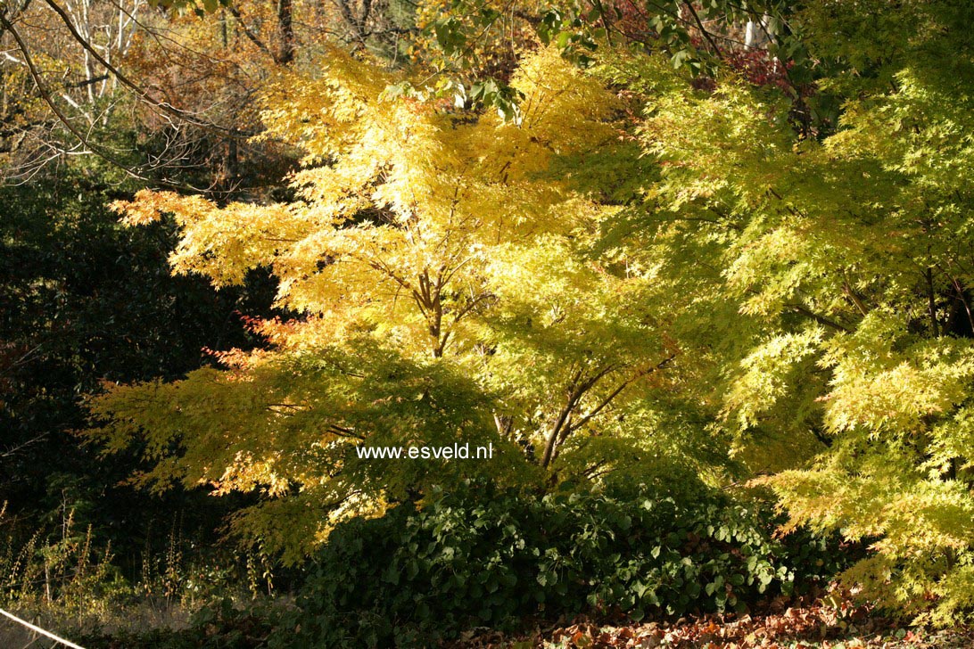 Acer palmatum 'Sango kaku'