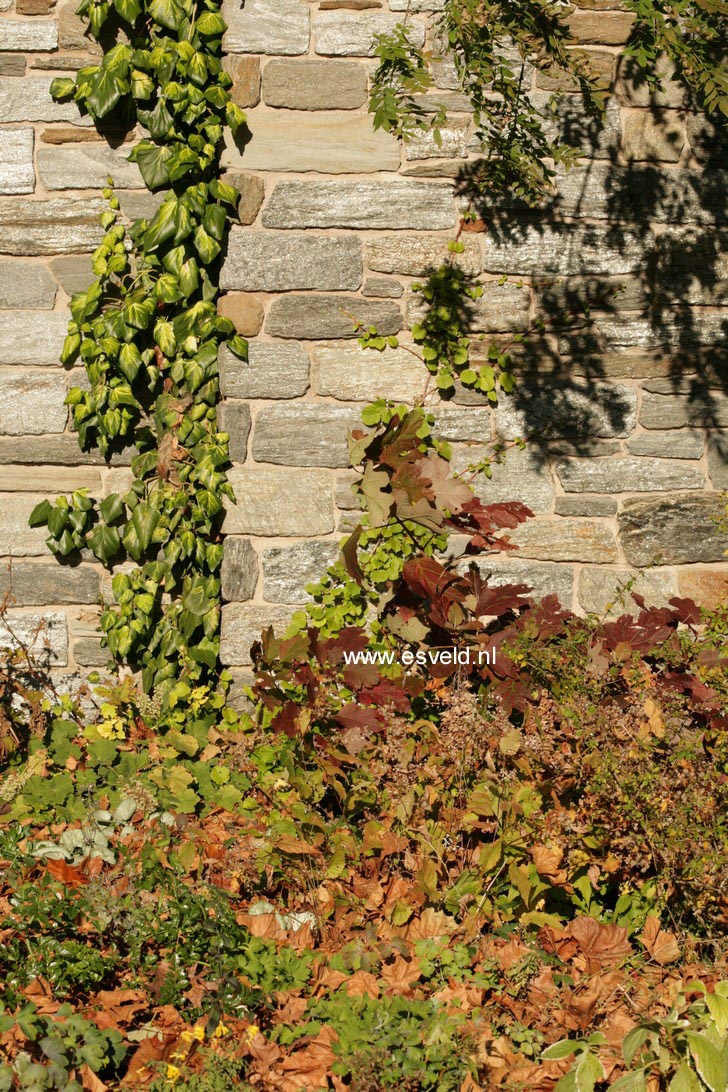 Hydrangea quercifolia