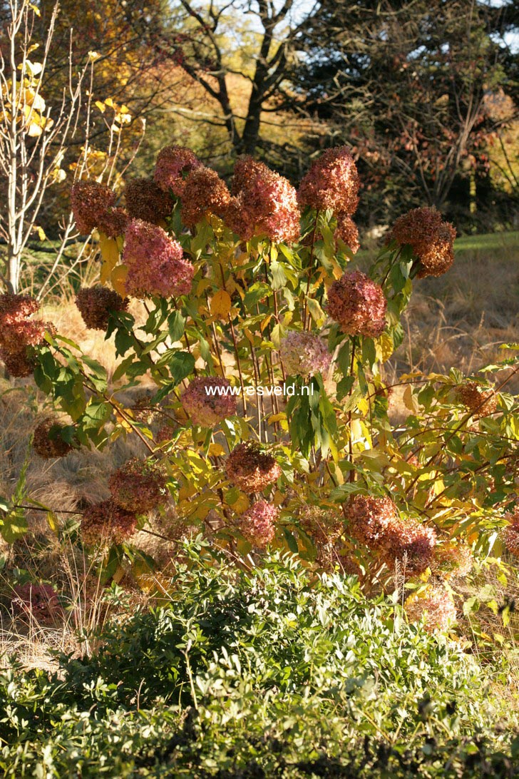 Hydrangea paniculata 'Phantom'