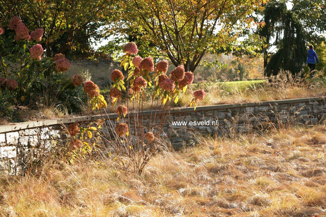 Hydrangea paniculata 'Phantom'