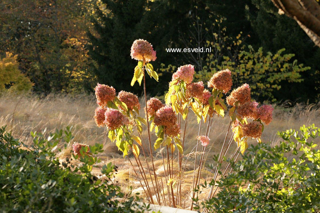 Hydrangea paniculata 'Phantom'