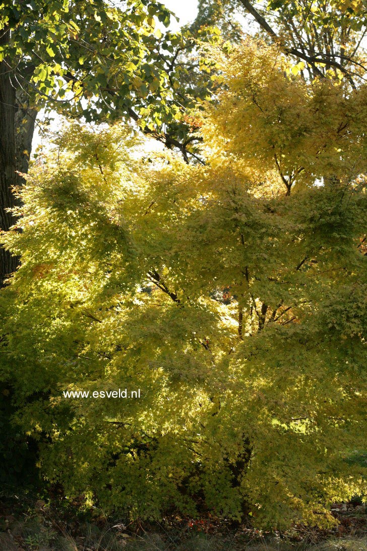 Acer palmatum 'Sango kaku'