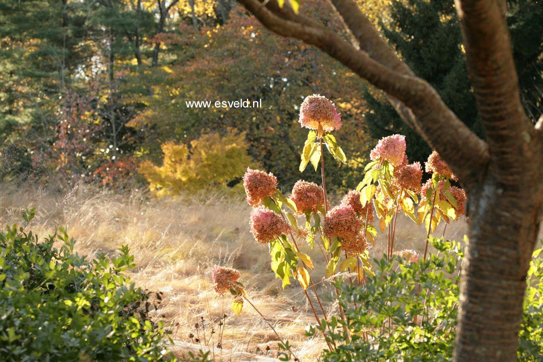 Hydrangea paniculata 'Phantom'