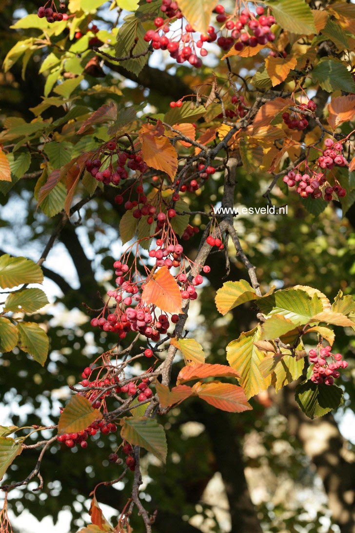 Sorbus alnifolia