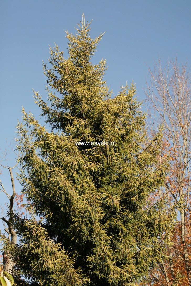 Picea orientalis 'Aureospicata'