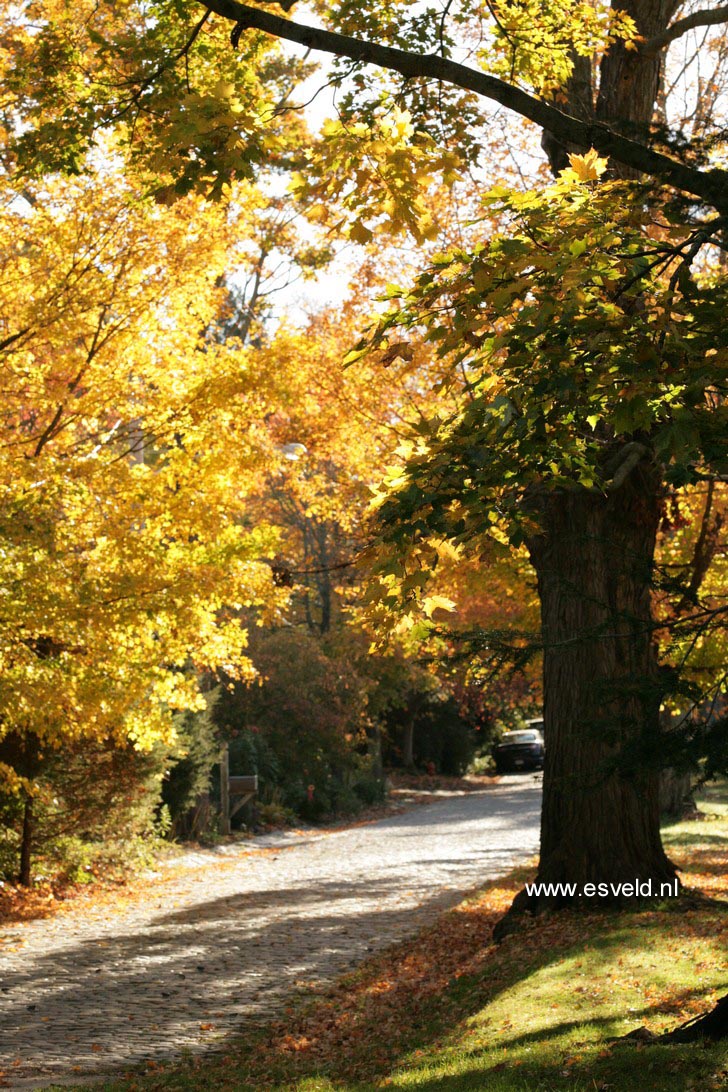 Acer saccharum