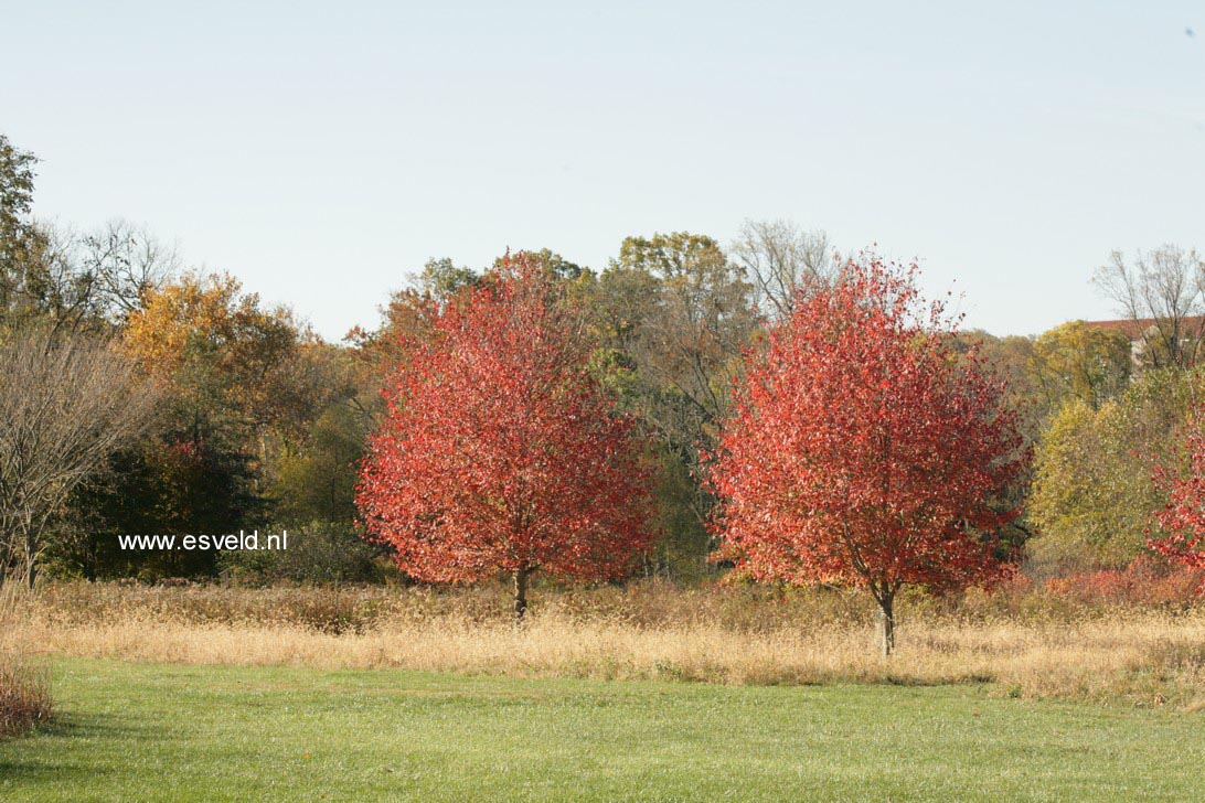 Acer freemanii 'Jeffersred' (AUTUMN BLAZE)