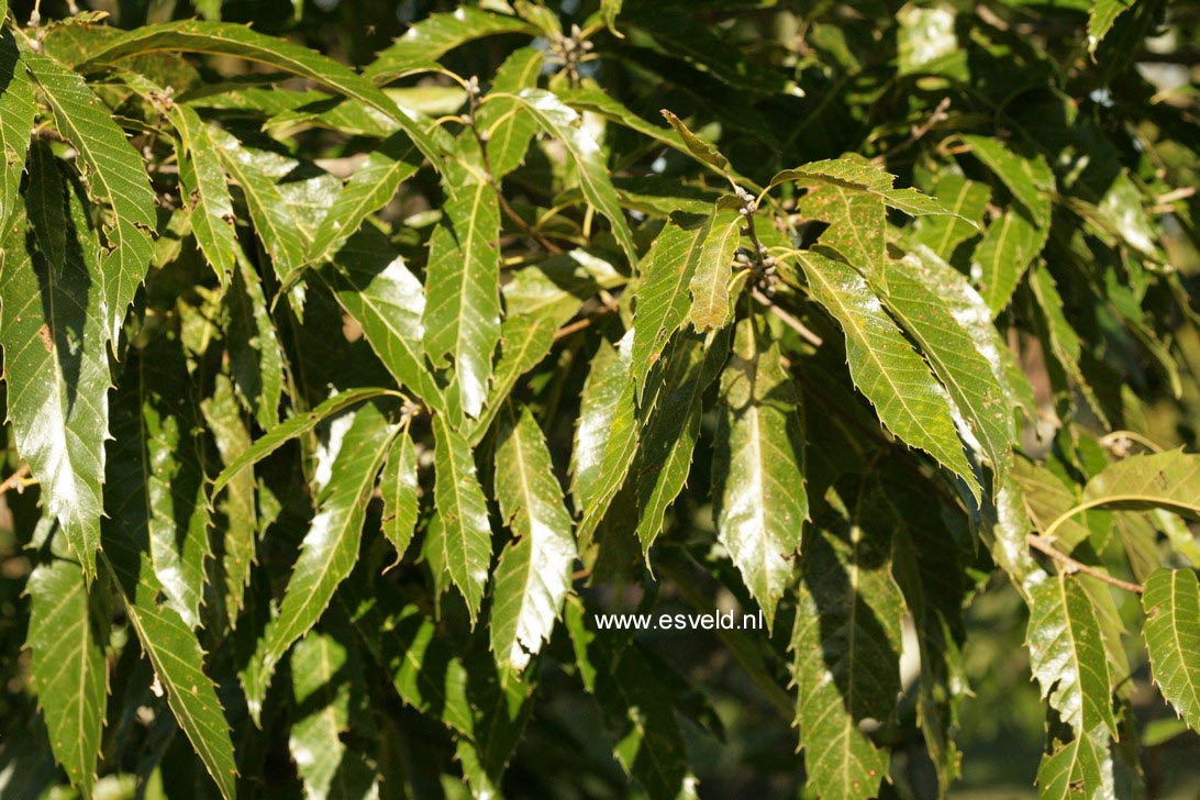 Quercus acutissima