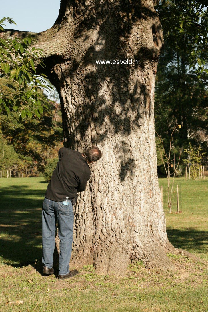 Quercus acutissima