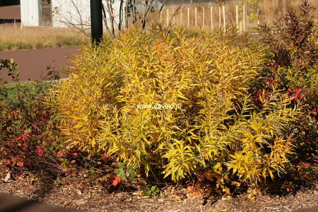 Amsonia ciliata