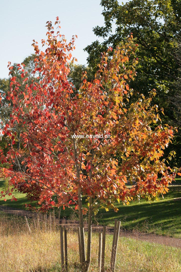 Acer rubrum