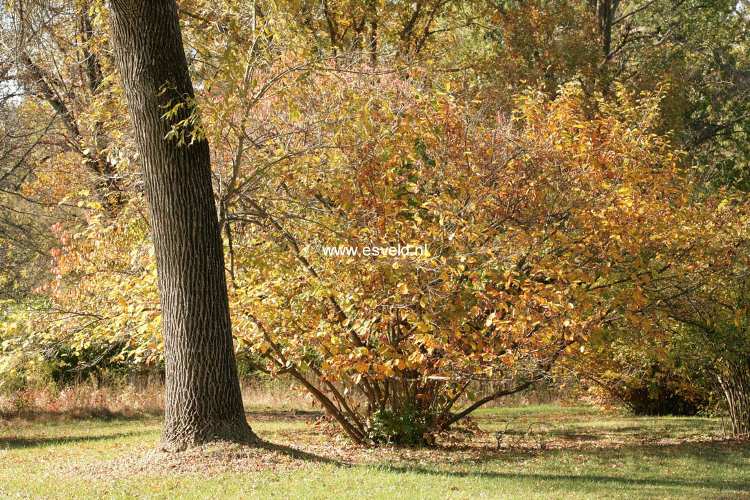 Hamamelis vernalis