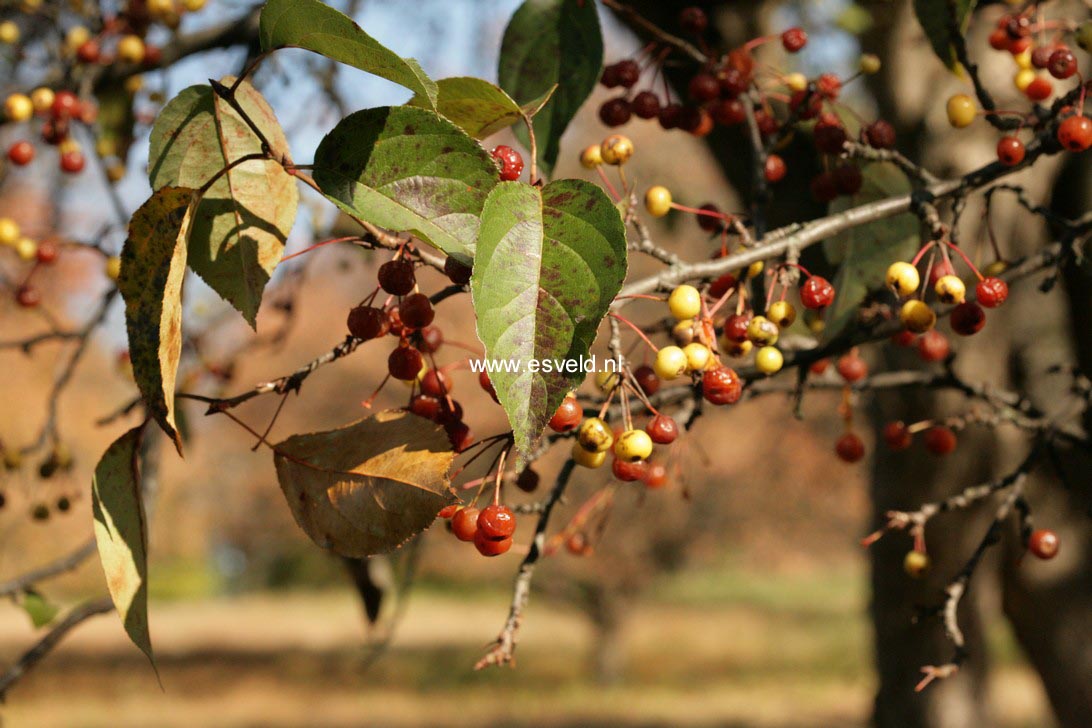 Malus hupehensis