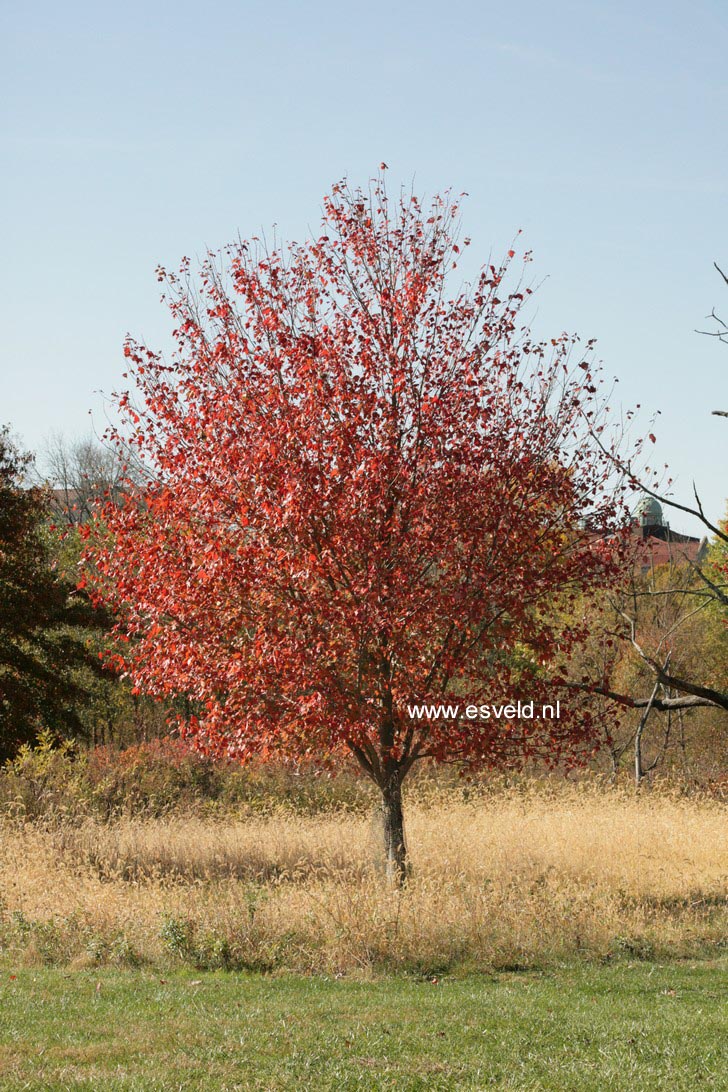 Acer freemanii 'Jeffersred' (AUTUMN BLAZE)