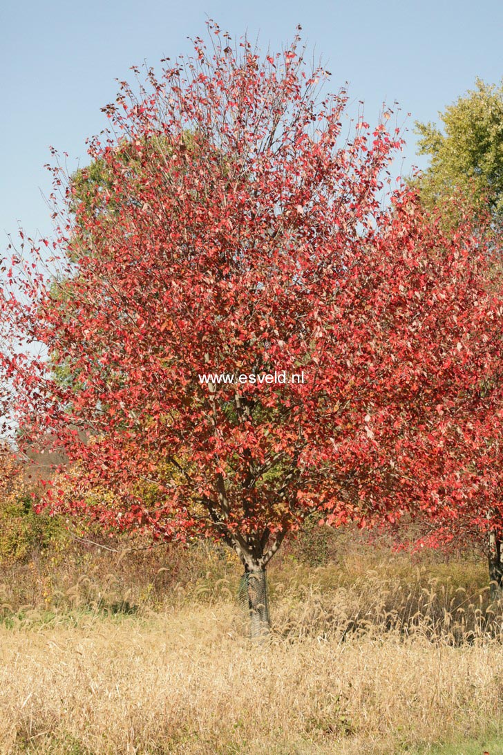 Acer freemanii 'Jeffersred' (AUTUMN BLAZE)