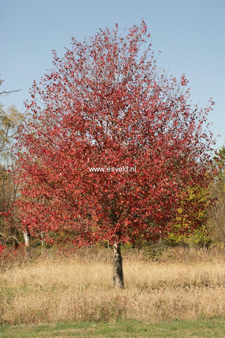 Acer freemanii 'Jeffersred' (AUTUMN BLAZE)