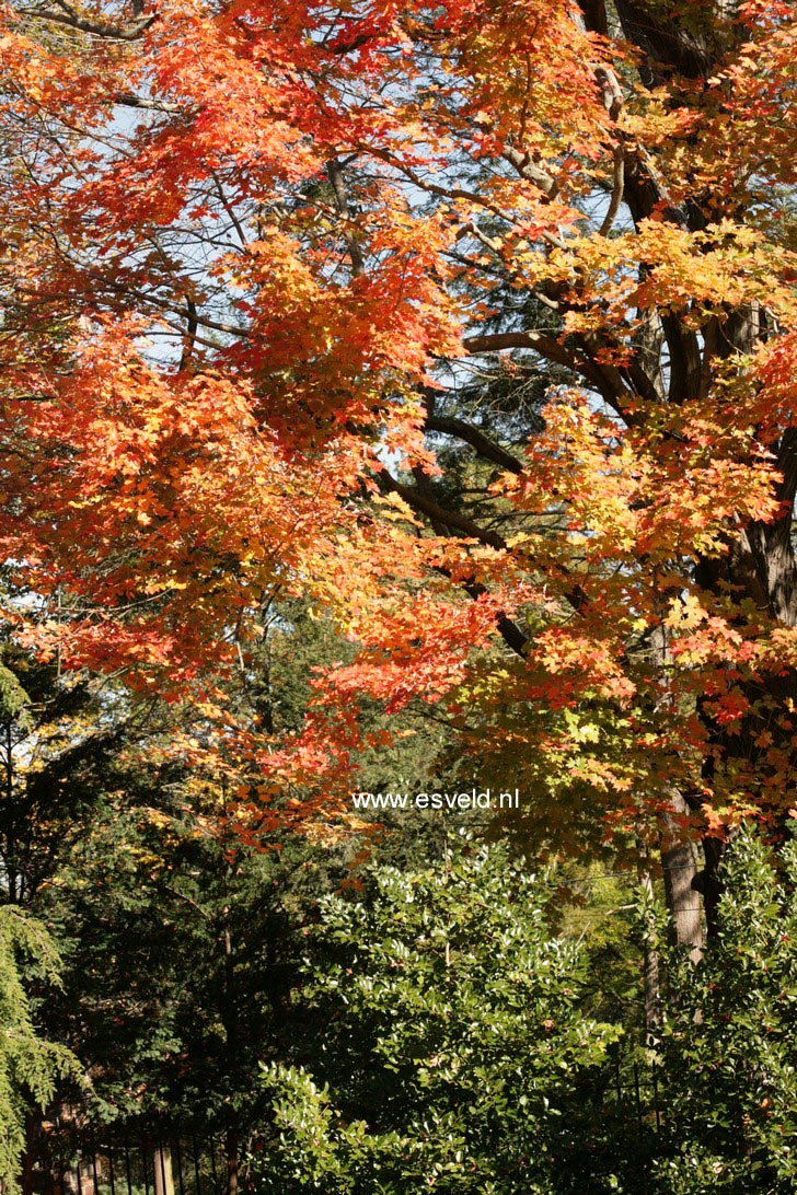 Acer saccharum