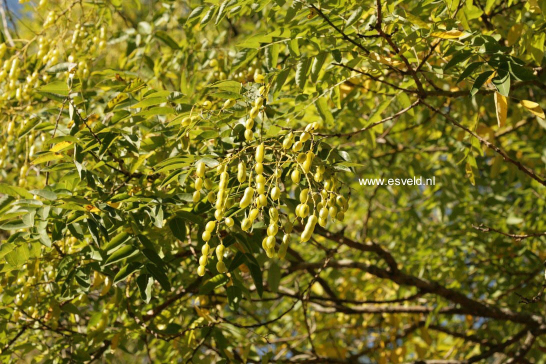 Styphnolobium japonicum