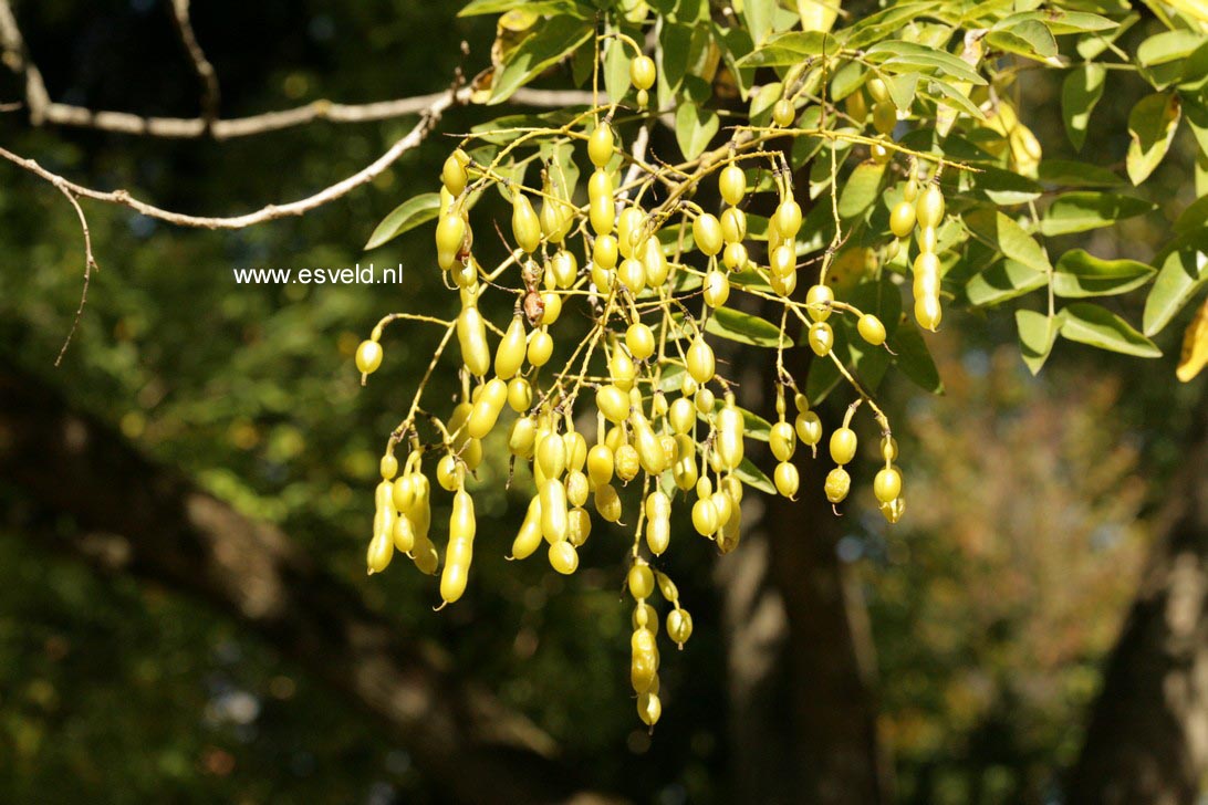 Styphnolobium japonicum