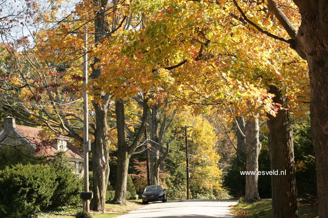 Acer saccharum