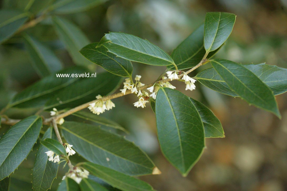 Osmanthus armatus