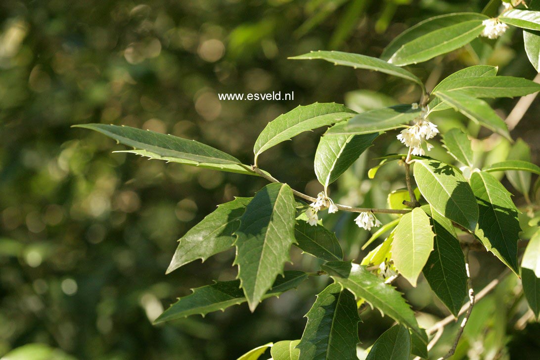 Osmanthus armatus