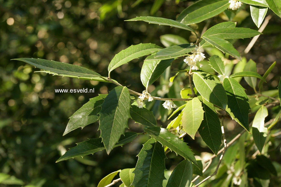 Osmanthus armatus