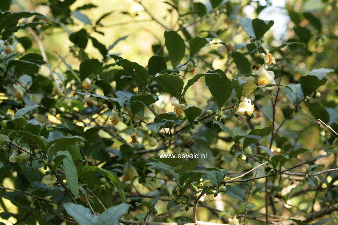 Camellia sinensis