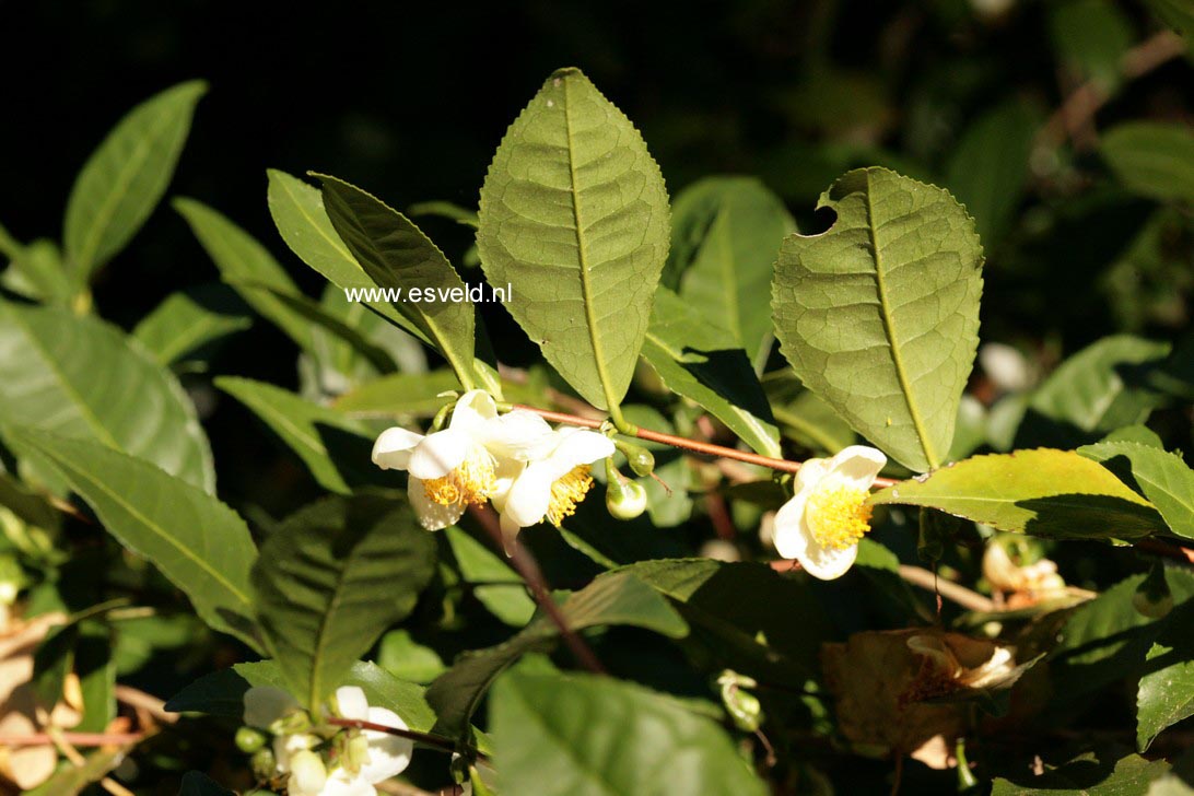 Camellia sinensis