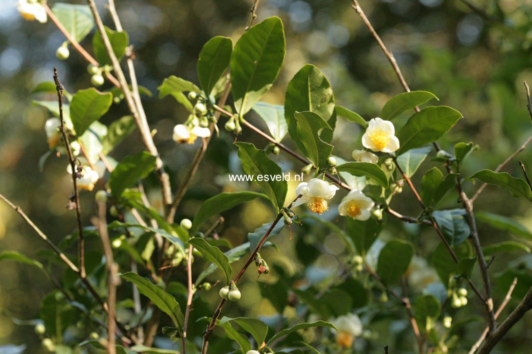 Camellia sinensis