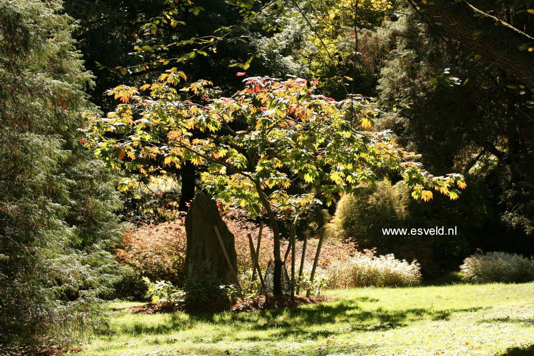 Acer japonicum 'Oh isami'