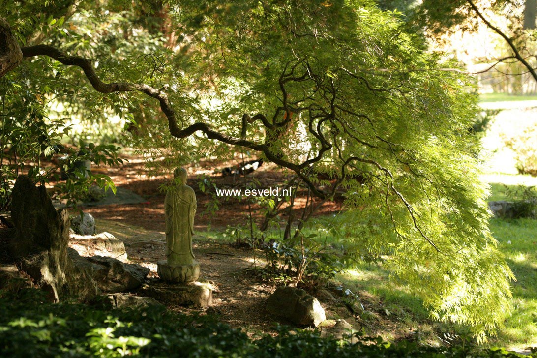 Acer palmatum 'Dissectum'