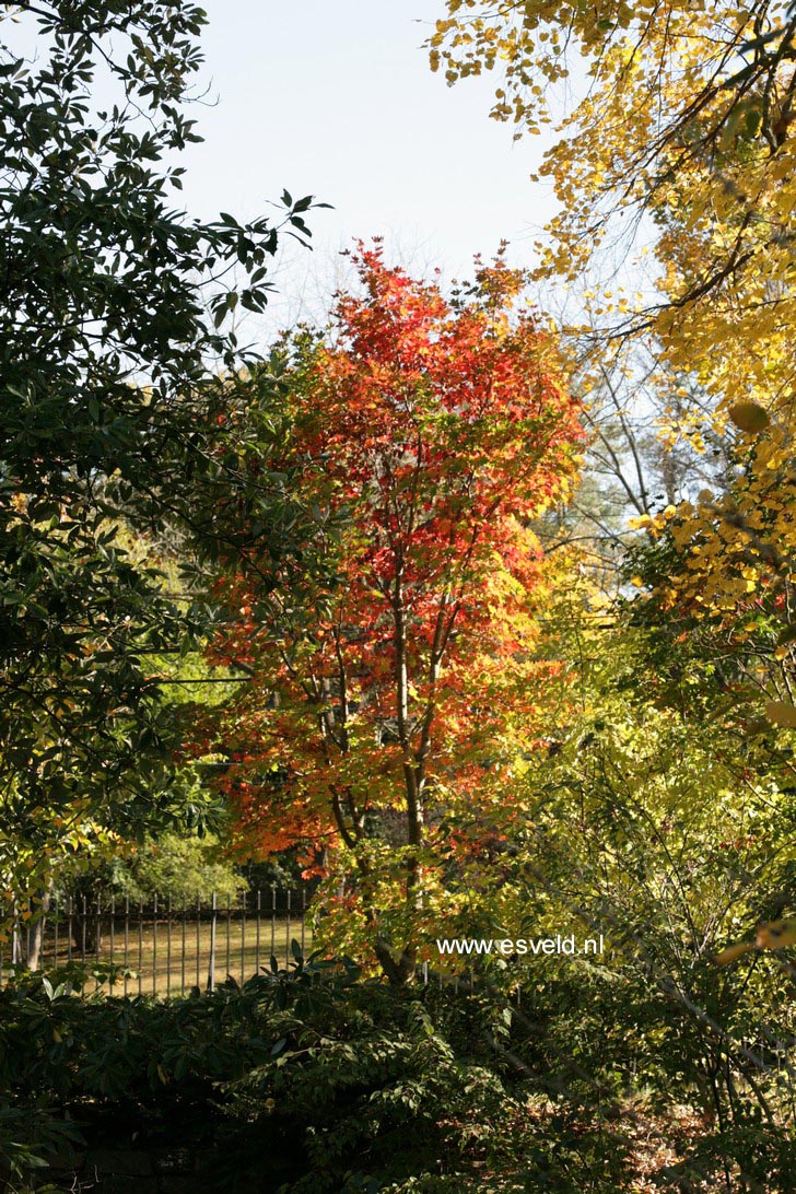 Acer pseudosieboldianum takesimense