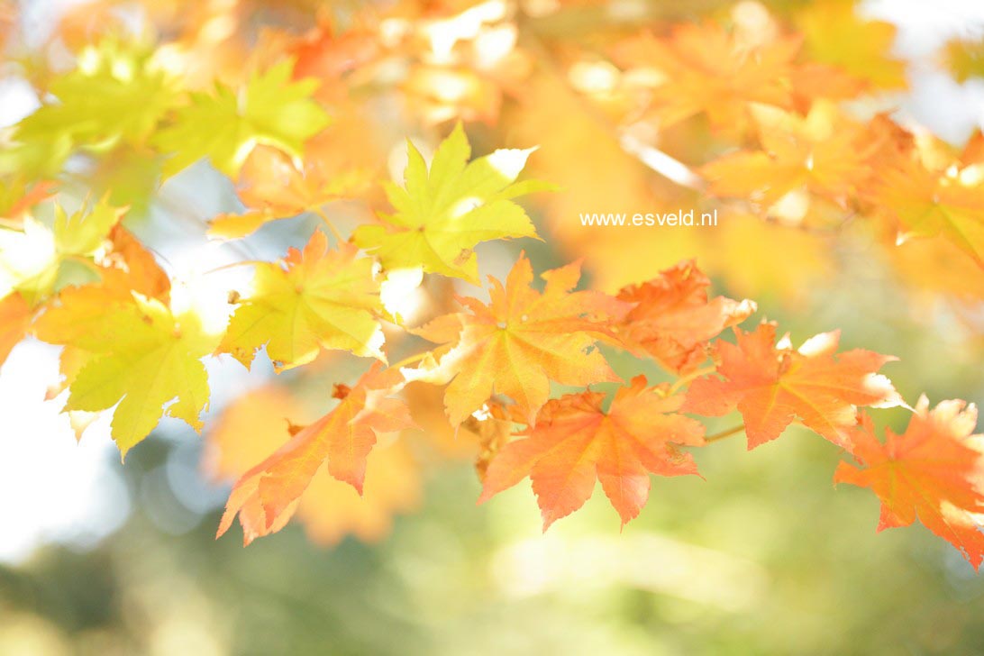 Acer pseudosieboldianum takesimense