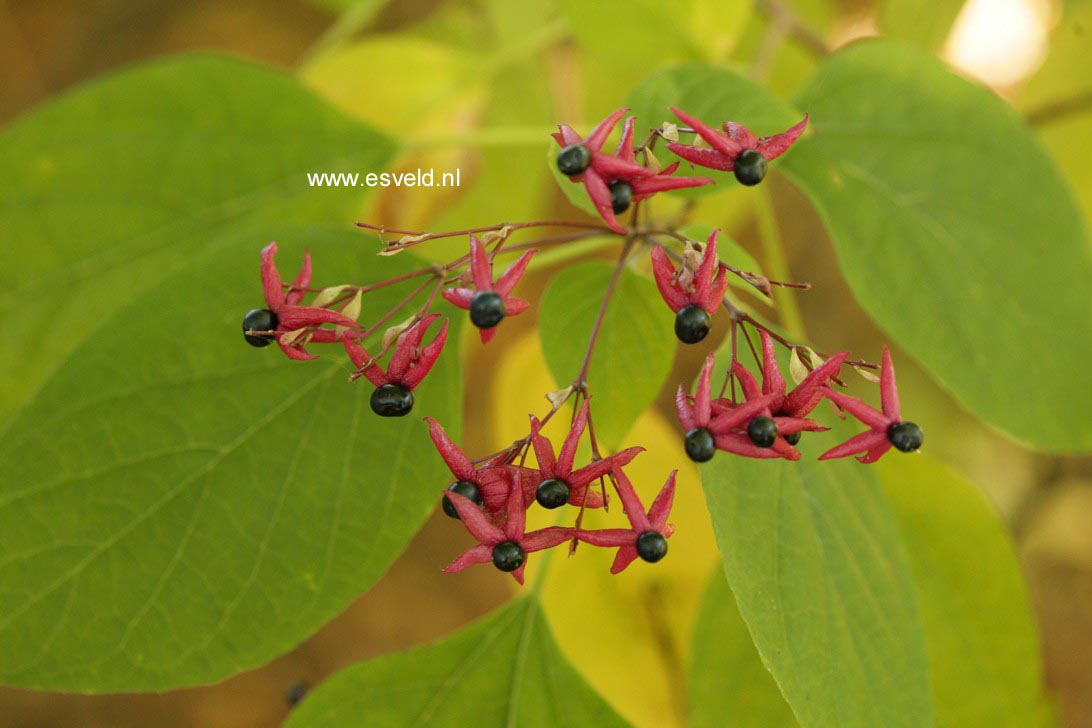 Clerodendrum trichotomum