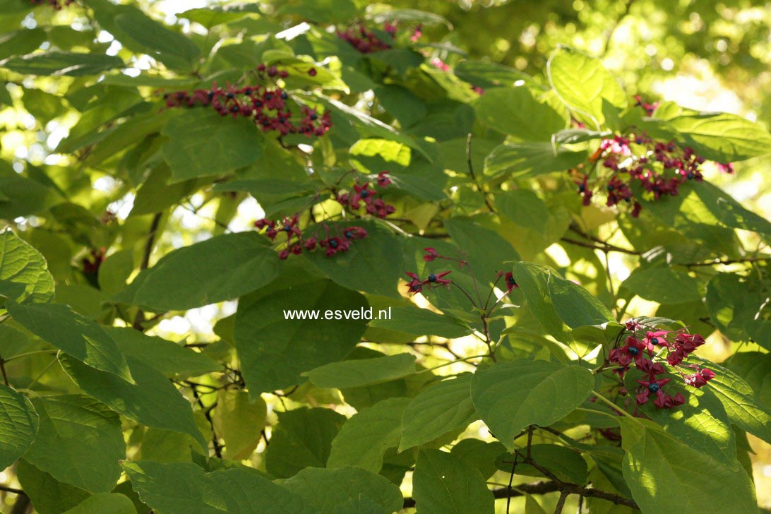 Clerodendrum trichotomum