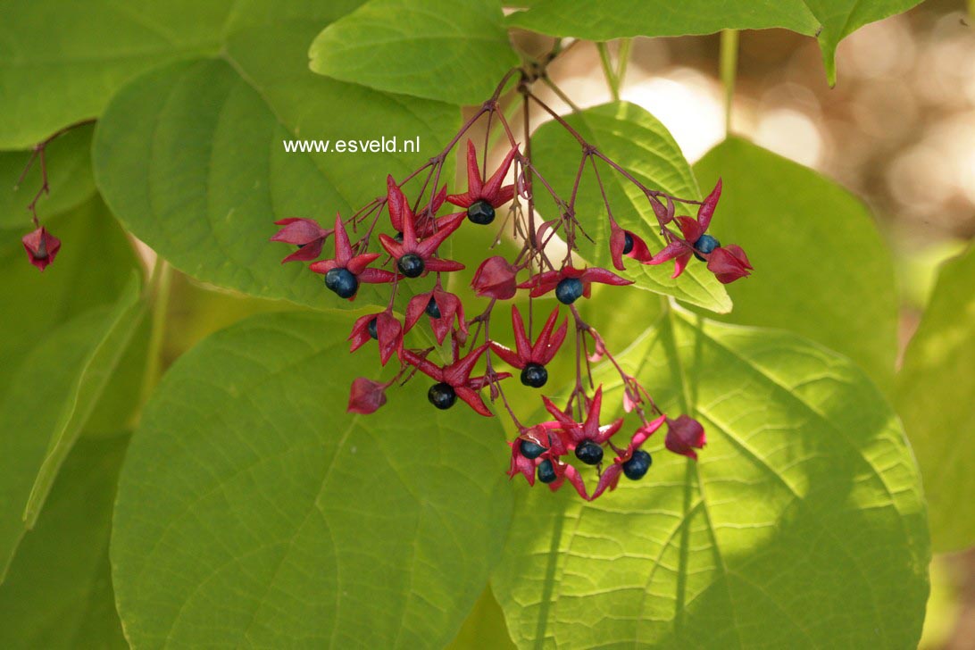 Clerodendrum trichotomum