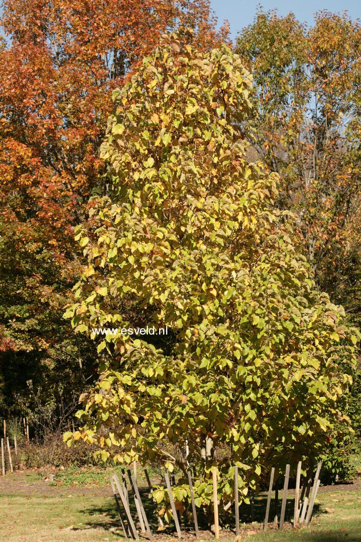 Magnolia 'Golden Gift'