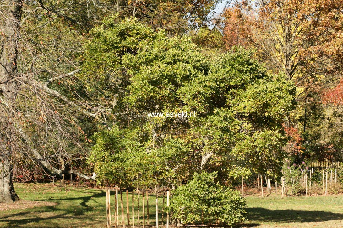 Magnolia stellata