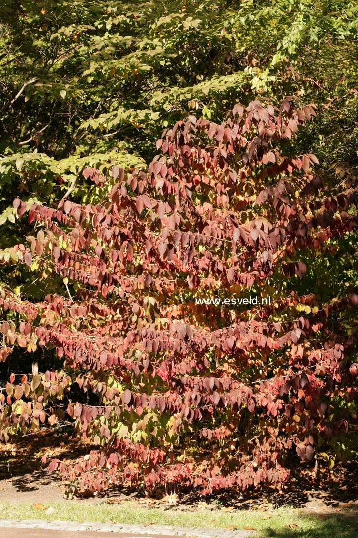 Viburnum plicatum