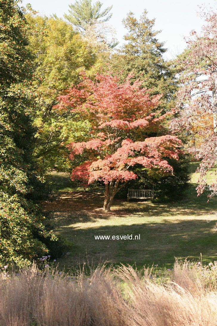 Cornus kousa