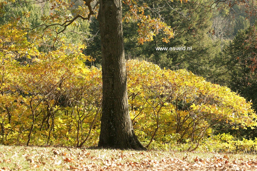 Aesculus parviflora