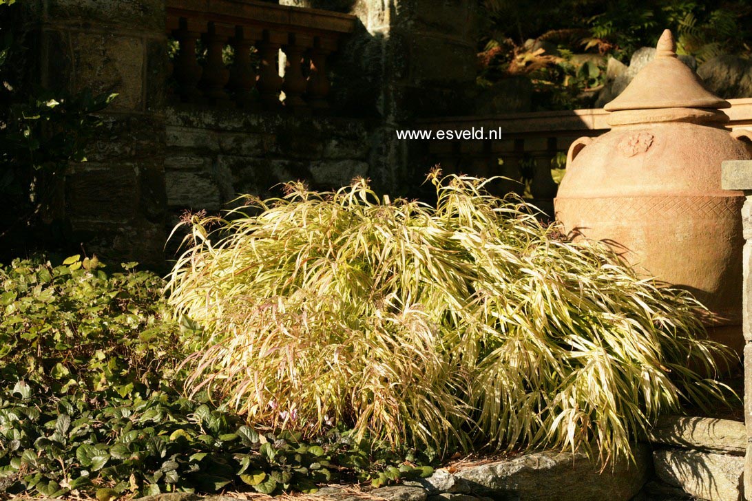 Hakonechloa macra 'Aureola'