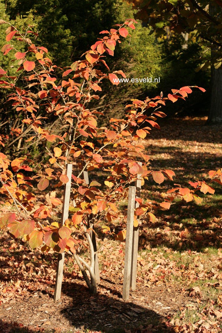 Hamamelis intermedia 'Aurora'