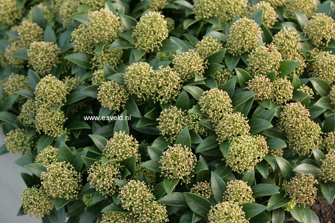 Skimmia japonica 'Moerings1' (WHITE DWARF)