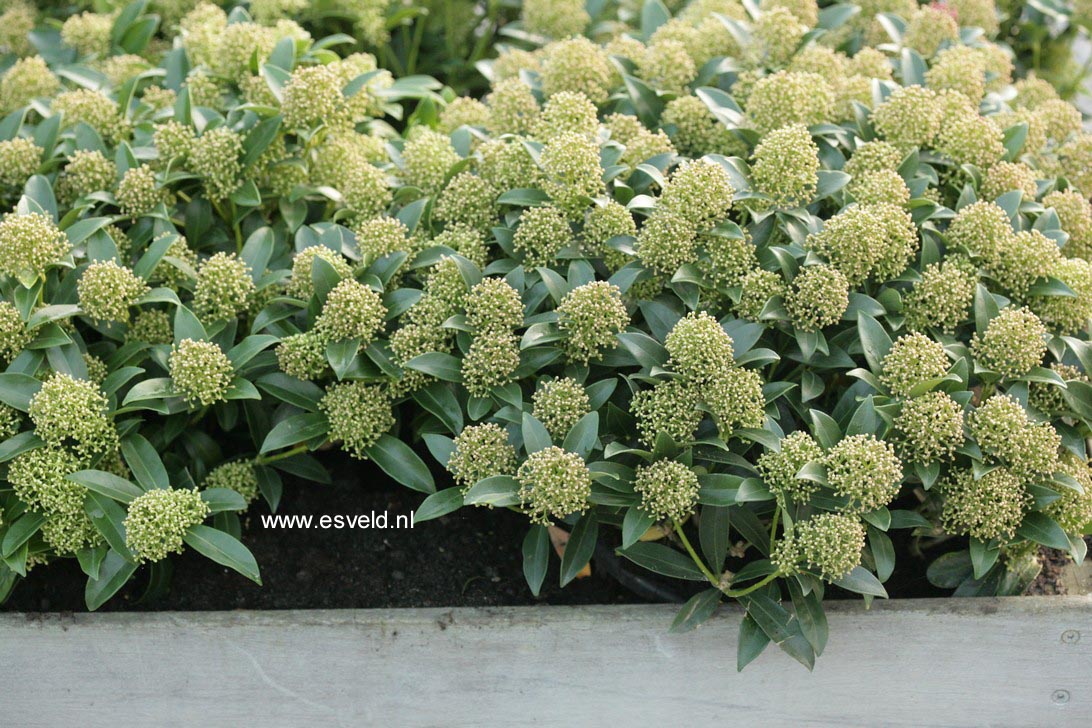Skimmia japonica 'Moerings1' (WHITE DWARF)