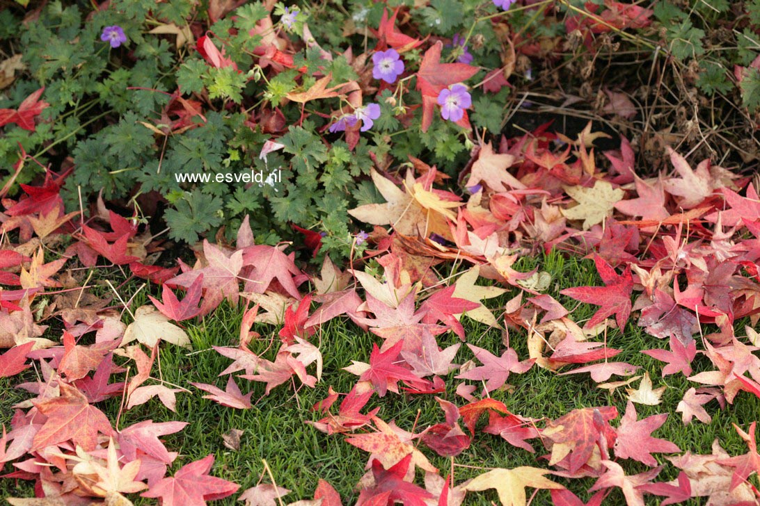 Liquidambar styraciflua 'Worplesdon'