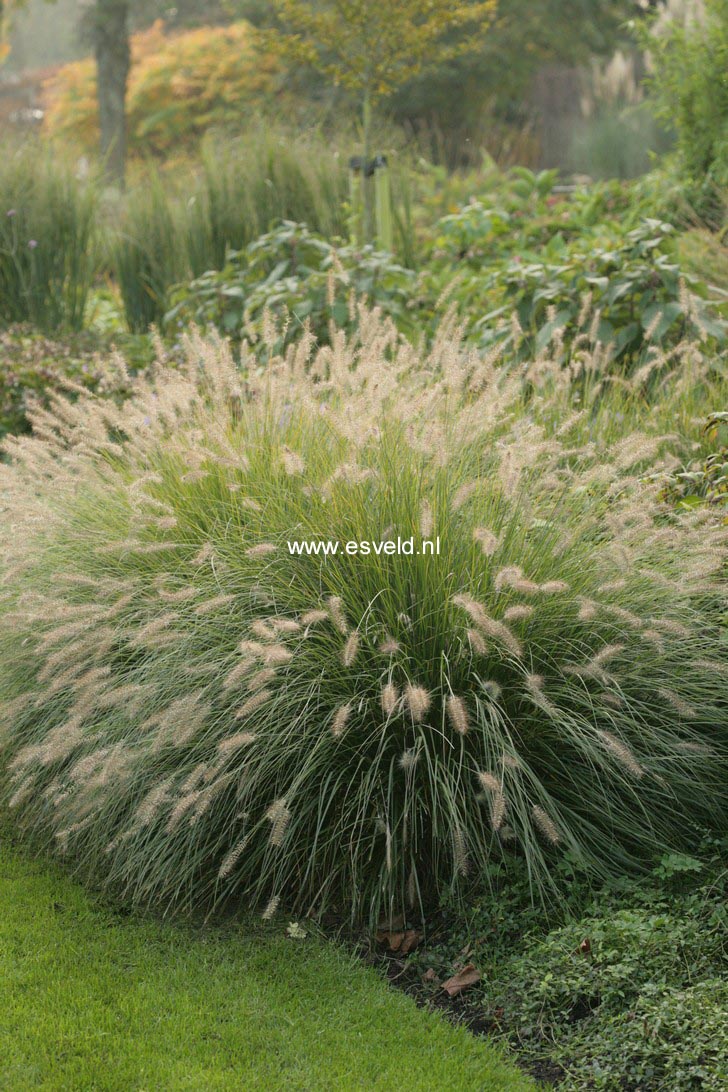 Pennisetum alopecuroides 'Hameln'